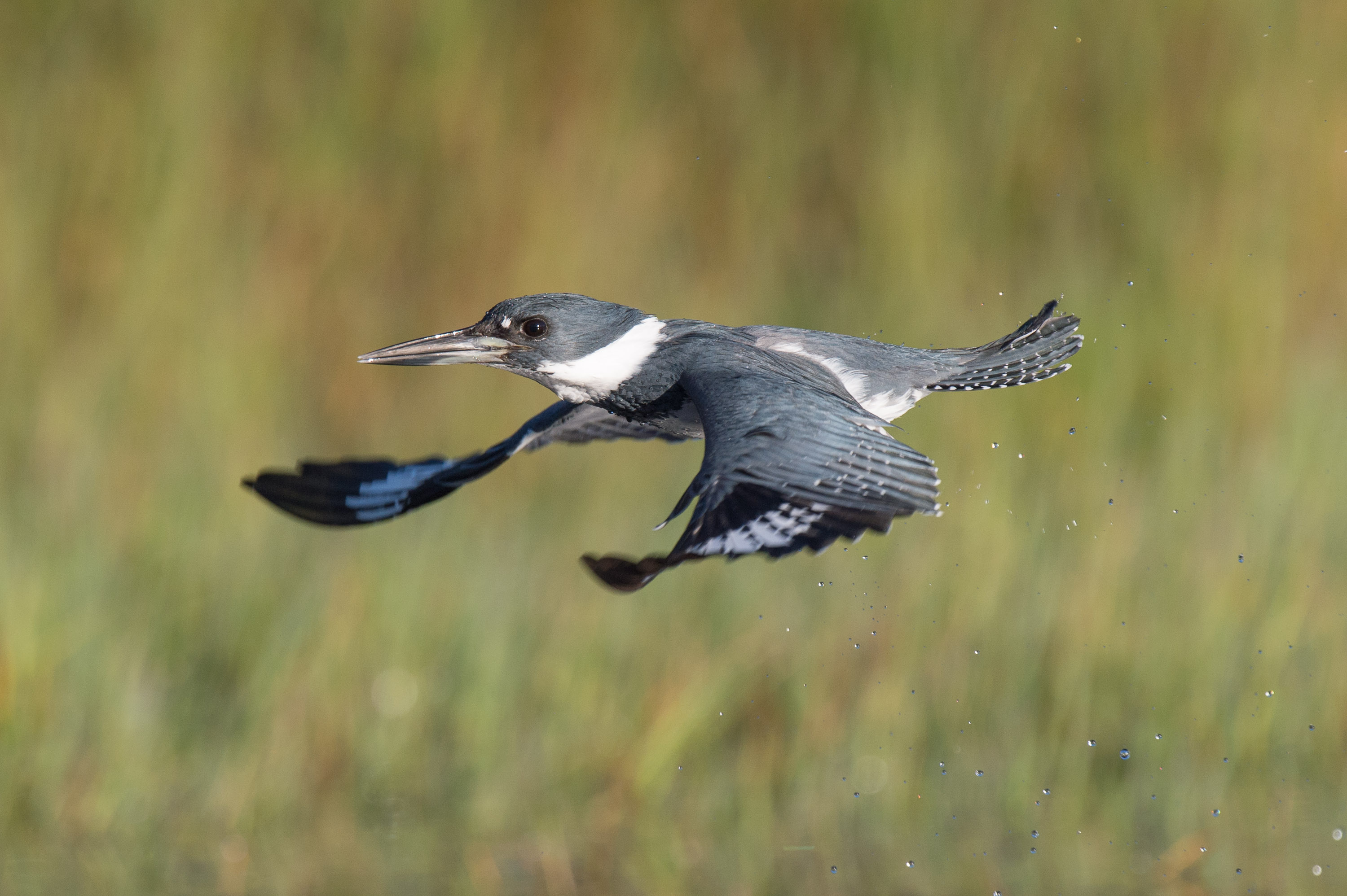 Perched Belted Kingfisher — Ray Hennessy Wildlife